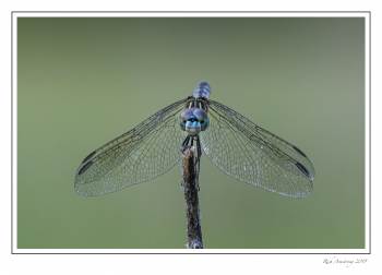 dragonfly 11d .jpg